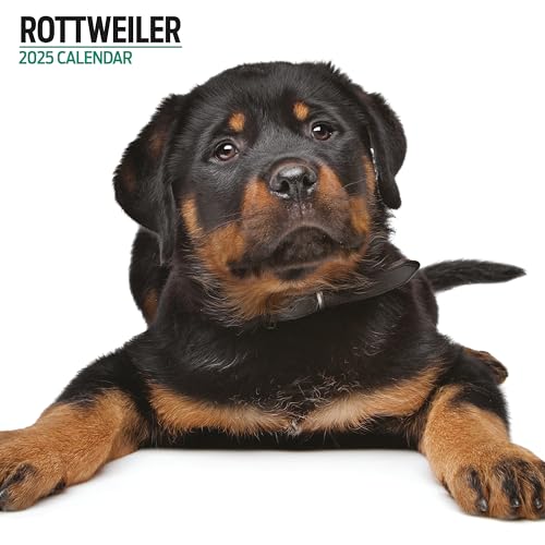Rottweiler 2025 Modern Calendar, Various