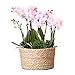 Kolibri Orchids | rosa Pflanzenset im Schilfkorb inkl. Wassertank | drei rosa Orchideen Andorra 9cm und drei Grünpflanzen Rhipsalis | Dschungelstrauß rosa mit autarkem Wassertank