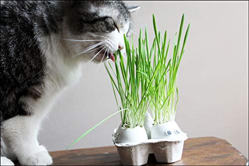 Creative Farmer Vegetable Seeds Cat Med Grass Seeds - Wheatgrass Microgreens Seeds Indoor Kitchen Garden Home Garden Seeds (B07N49HCD2) Amazon Price History, Amazon Price Tracker