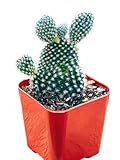 Bunny Ear Cactus Falling Over 7 413qPlqTbPL. SL160