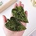 Natural Green Jade Stone Hand-Carved Crystal Leaves Sculpture Leaf Shape Crystal Healing Stone