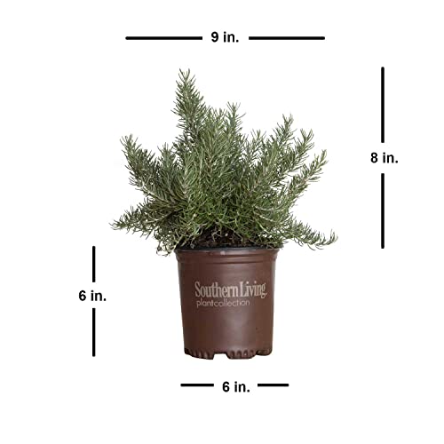 Chef\'s Choice Rosemary (2.5 Quart) Fragrant Evergreen Cooking Herb/Shrub - Full Sun Live Outdoor Plant - Thumbnail 2