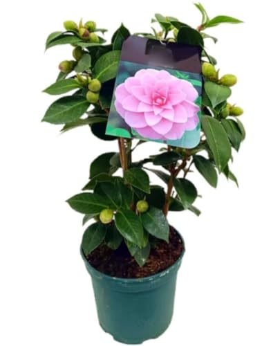 Planta natural Camelia Japonica Rosa, 35-40 cm. Arbusto ornamental, hojas brillantes, flores rosas, símbolo elegancia. Segura Garden.