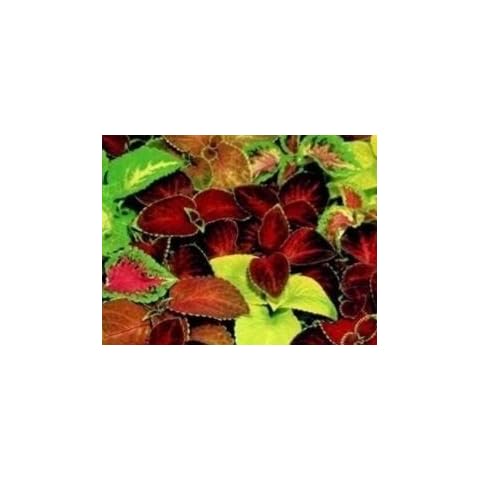 Just Seed Coleus Super Rainbow Mixed Seeds Cover