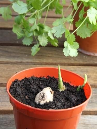 Monal 100% Recycled Plastic Plant Nursery Pots for Indoor Outdoor Garden Lightweight Planter Seed Starting Pot Flower Plant Container for Seedlings Cuttings Transplanting Terracotta (31cm / 12inch) - Image 5