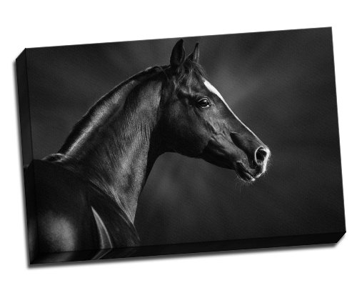 Black And White Portrait Of Arabian Stallion Horse Canvas Art Print Poster 30"X 20" Inches