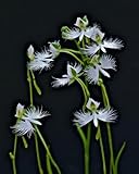 100 Japanese Radiata Samen weißer Reiher Orchid Seeds Welt Seltene Orchideen-Arten Haus-Blumen-Anlage 9