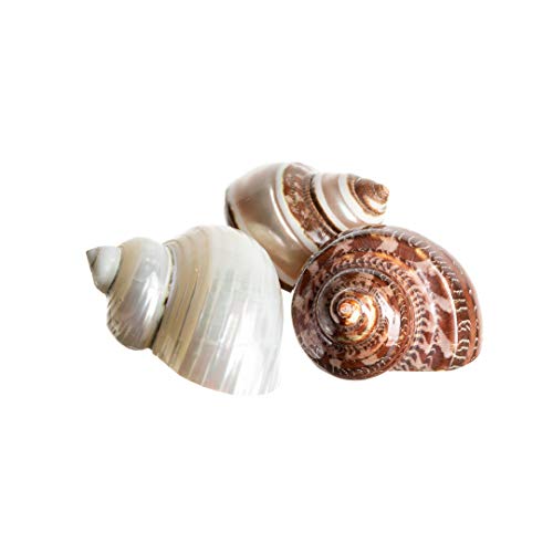 Hermit Crab Shells | Turbo Shells | 1 Brown, 1 Banded, and 1 White Pearlized Turbo Shells 1.75