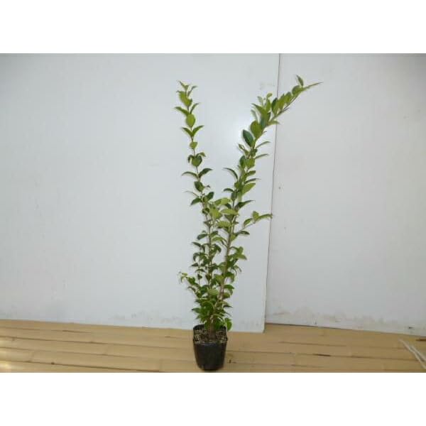 Amazon.co.jp: 苗/苗木 ネズミモチ 樹高0.5m前後 10.5cmポット ねずみ