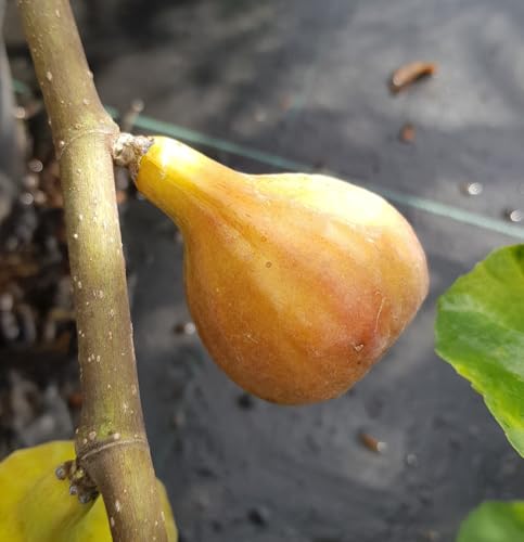 Ficus carica 'Terza' / Figuier 'Quinta' / Conteneur de 5 à 6 litres/Baliveau Fruitier