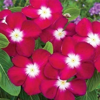 ANTIER NANA VINCA ROSE FLOWER SEEDS (AVG 30-50) SEEDS X 1 PACKET (B07HQXPDPD) Amazon Price History, Amazon Price Tracker
