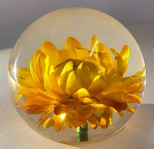 Image of 60mm Real Golden Everlasting Daisy Strawflower in Clear Lucite Resin Ball April Birth Month Flower Anniversary Wedding Engagement Valentine Mother's Day Gift Botanist Paperweight Display Collection
