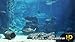 Ocean Aquarium HD