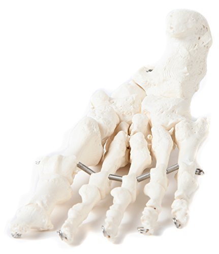 Axis Scientific Life-Size Skeletal Left Foot Anatomy Model - Flexible Foot Articulated with Wire to Demonstrate Movement - Includes a Product Manual