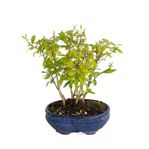 KENTIS - Bonsái de Granada - Bonsái Punica Granatum - Plantas Reales de Exterior - Maceta de Cerámica - H 30-35 cm Maceta Ø 15 cm