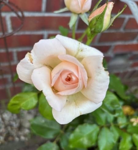 Rosa Chandos Beauty ® - Edelrose Chandos Beauty ® - Harkness Rose