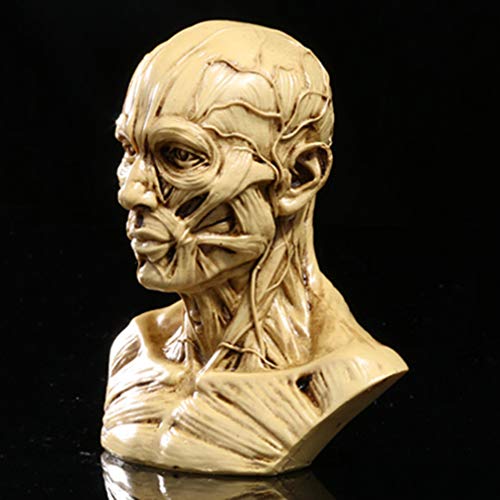 Toyandona Head Anatomy Half Human Model Craft Resin Skull Sculpture Head Muscles Bone For Medical Artist Drawing Study Office Bar Desktop Figurine Decoration (Beige) #TOP2