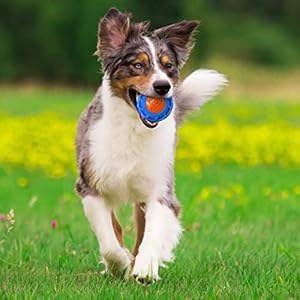 Nerf Dog 4in TPR EXO Squeak Ball - Blue/Orange, Large Breeds Nerf Dog 4in TPR EXO Squeak Ball BlueOrange Large Breeds