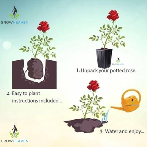 Image of Orange Rose Vine Live चढ़ाई गुलाब Climbing English Veriety Plant Creeper of May Queen (Rosa May Queen) Rose Orange Color Flower For Home Garden and Office Deco (ORANGE ROSE FLOWER PLANT)
