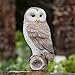 LC LCdecohome Owl Outdoor Statues Garden Yard - Decoration Home Decor Indoor Desk Tabletop Collectible Figurines Ancient Retro Collection 11