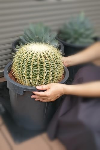 T{e  LV` T{e  4 6 8 12 E[c A ϗtA CeA Mtg v[g ̓ ̓ hV̓ LO zj  (12i[Z[|bgi̒a:36cmj)