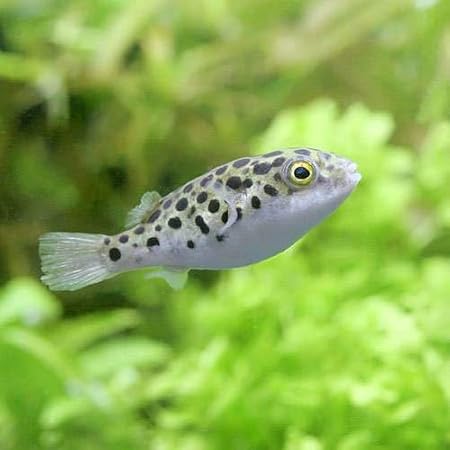 Amazon 熱帯魚 ミドリフグ 淡水 ３匹 北海道 九州 沖縄航空便要保温 Charm チャーム 水槽 アクアリウム 通販