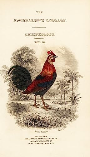 Toile Red Junglefowl 60x90cm pour sublimer un mur de salon vide