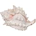 Zoo Med Hermit Crab Growth Shell, X-Large