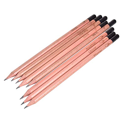 Brotes Lápiz Lápices Plantados Brotes Novela Germinación