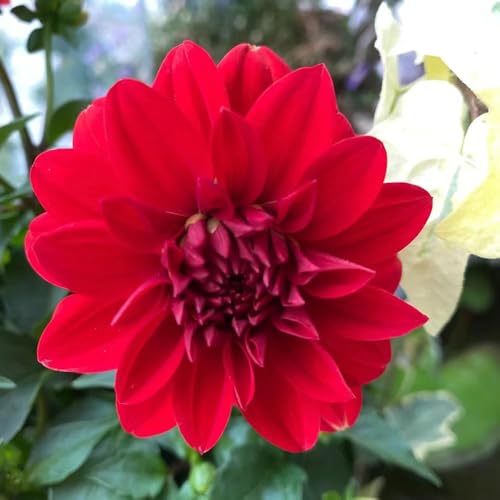 bulbos de dalia son resistentes resistentes para balcones del jardin bulbos primavera balcón, bulbo de 2pcs