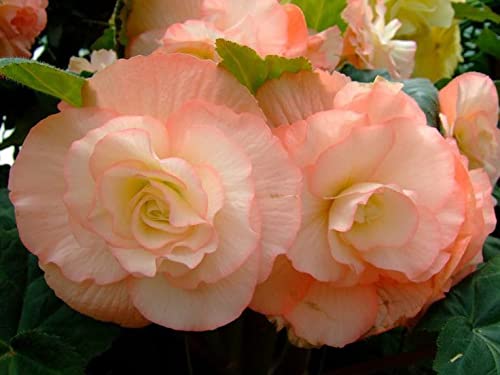 Radha Krishna Agriculture® Variety Begonia Cream shade 3 flower bulbs easy Growing For All Season Gardening Pack of 2-image-45