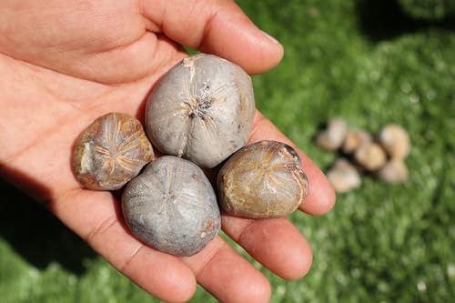 Image of Amazing Marine Fossil Collection: 4 Fossilized Sea Urchins and 6 Authentic Brachiopods, Perfect for Collectors and Natural Decor A170