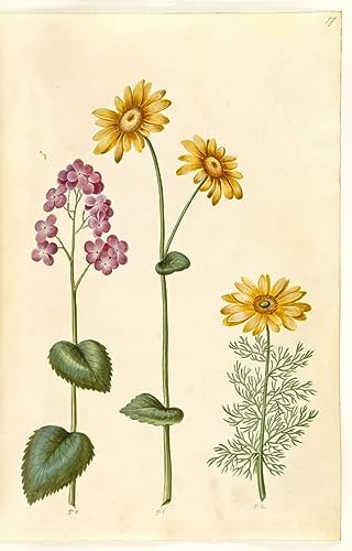 Impression d'affiches Lunaria Annua Holtzbecker Toile Décoration Salon 60x90cm