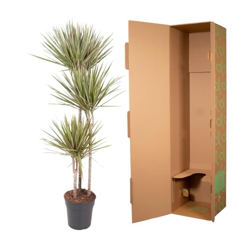 Dracaena Bicolor 150 cm arbuste d'ornement d'exception pour intérieur chic - 4