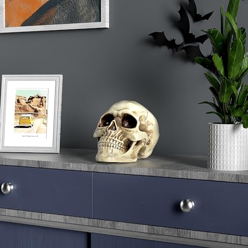 Image of READAEER Life Size Resin Skull, Large Size Adult Skull Head Model for Home Decoration, Halloween Skull Statue, Human Skull Head Model (White)