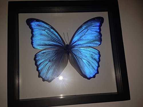 Ben The Butterfly Guy Blue Morpho Butterfly Framed And Mounted In Black Display #TOP1