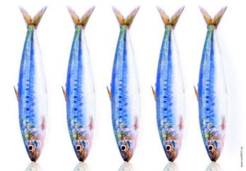 Preisvergleich Produktbild mySPOTTI pop fische