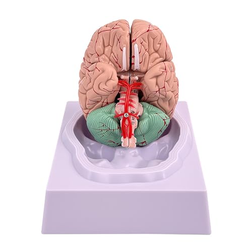 Modèle de cerveau humain anatomique à code couleur AMITD pour l'apprentissage