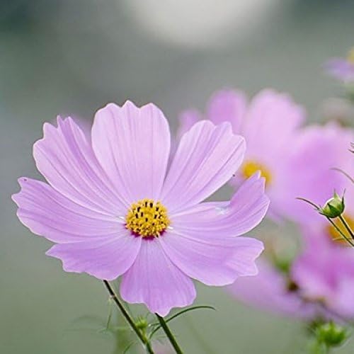 Non GMO Bulk Cosmos Seeds - Pinkie Cosmos bipinnatus (10 lbs)