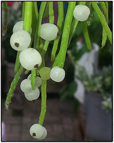 The Plant Paradise RHIPSALIS BACCIFERA SSP SHAFERI Plants for Indoor & Outdoor Decoration with Plants (B0BYZFMYSQ) Amazon Price History, Amazon Price Tracker