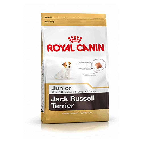 ROYAL CANIN Jack Russel Junior 3 kg, 1er Pack (1 x 3 kg)