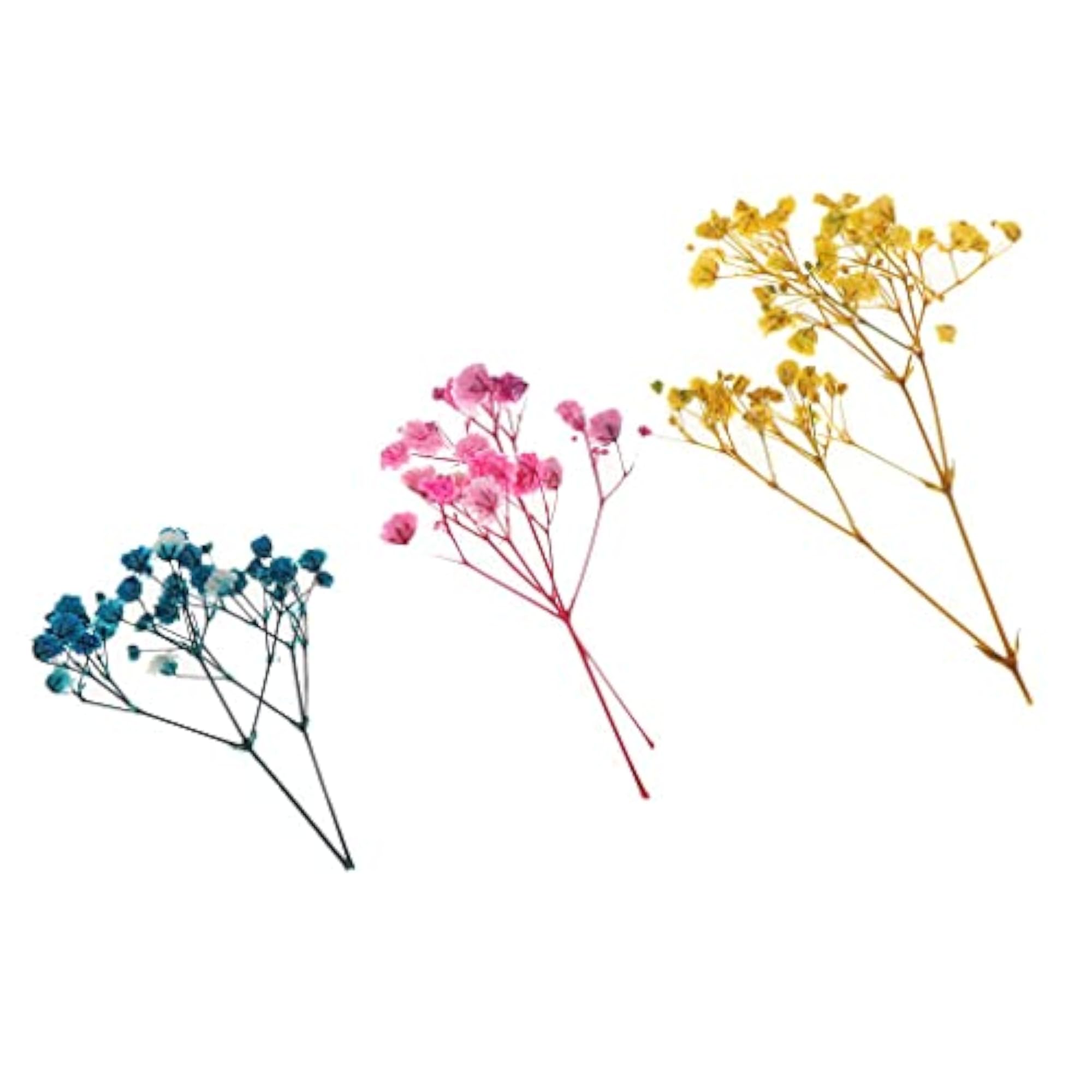 Pressed Leaves Natural Dried Flowers for Scrapbooking