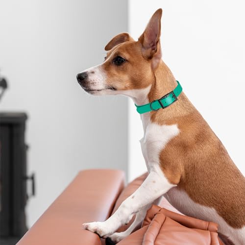 Image of Dogline Biothane Waterproof Dog Collar Strong Coated Nylon Webbing with Black Hardware Odor- Proof for Easy Care Easy to Clean High Performance Fits Small Medium or Large Dogs, Teal