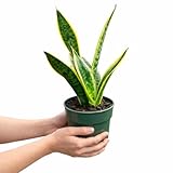 NYGardenia 4 Inch Pot Snake Plant Live, Sansevieria with Yellow-Edged Green Variegated Leaves
