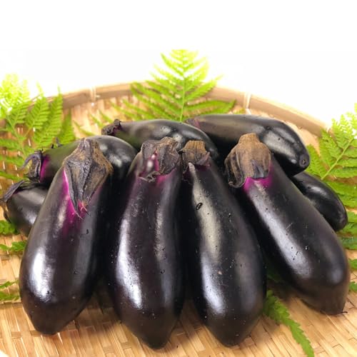 [先行予約]なす 約25本 茄子 ナス 産地直送 天敵栽培[2026年7月以降順次発送]