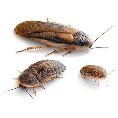 proinsects Argentinische Waldschaben mittel 100 STK Cover