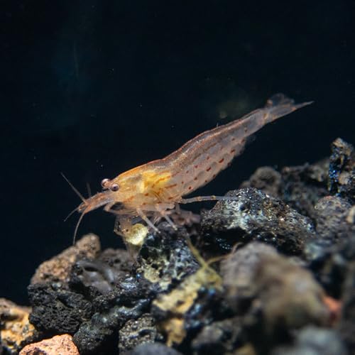 Aquatic Arts Sun Orange Amano Shrimp &ndash; Live Freshwater Algae-Eater (Caridina multidentata) | Hardy...