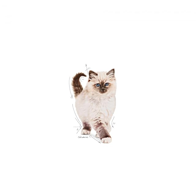 Foto 3 de 7 de Royal Canin C-58434 Gato - 4 Kg