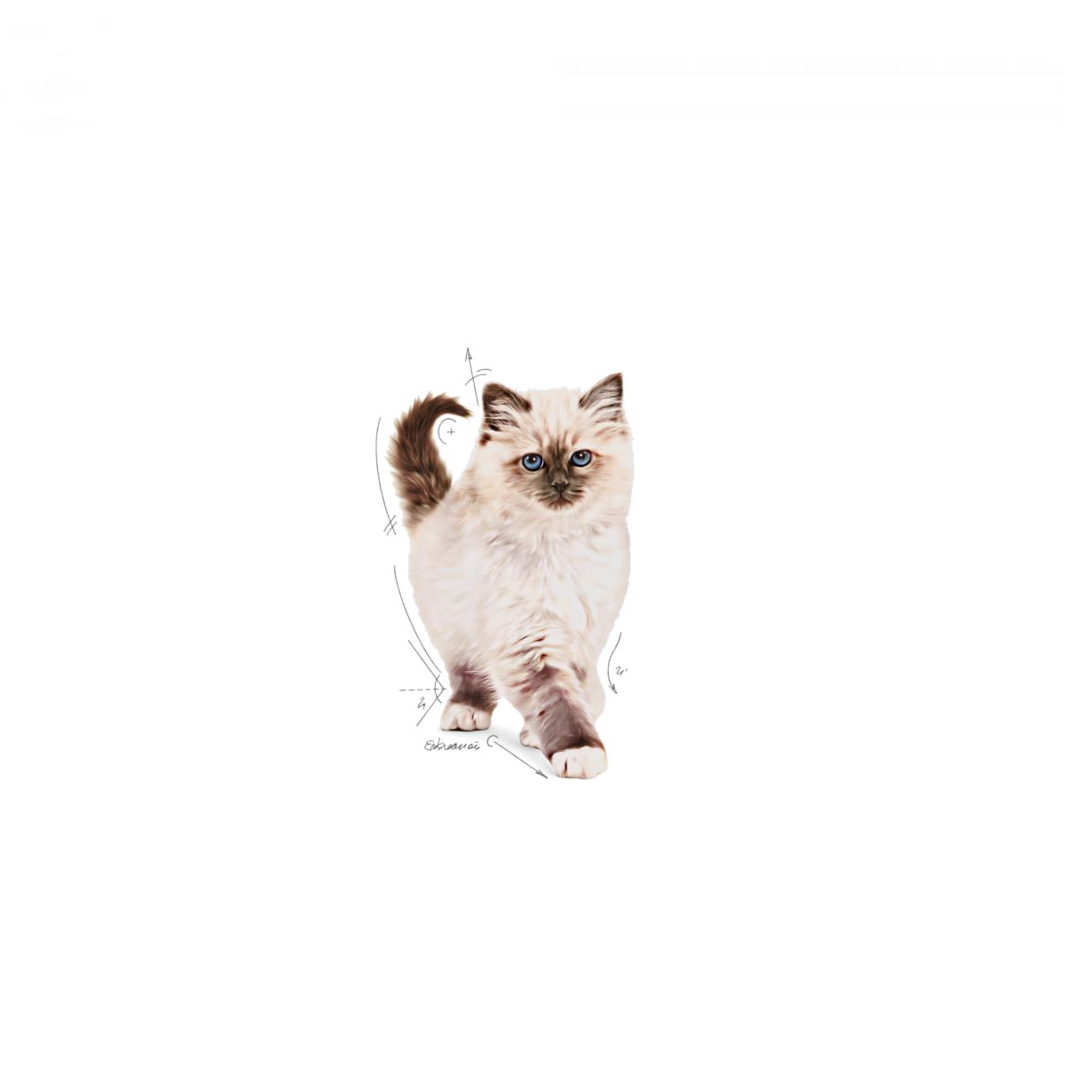 Royal Canin C-58436 Cat - 10KG