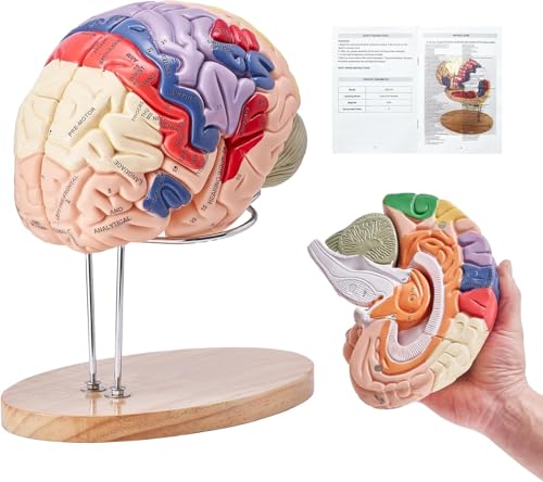 Modèle d'anatomie cérébrale 4 parties avec zones fonctionnelles colorées